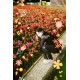 Reto Retocolor Blossom Disposable Camera With Pre-Exposed Patterns [27 Exp]