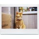 Lomo’Instant Wide White + Lenses